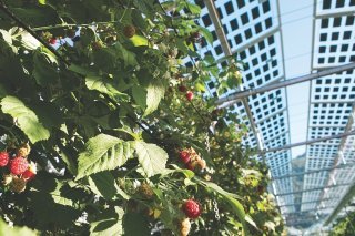 L'agrivoltaïsme offre de multiples avantages, selon l'aee Valais Wallis